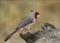 Pyrrhuloxia;Male;Texas;Southwest-USA;Cardinalis-sinuatus;one-animal;close-up;col